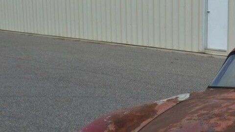 Desconocemos su procedencia, pero sabemos que ahora tendrá un hogar mejor