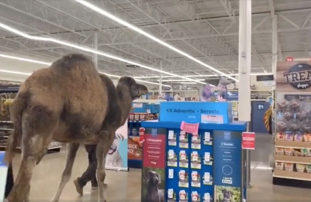 El camello en PetSmart. 