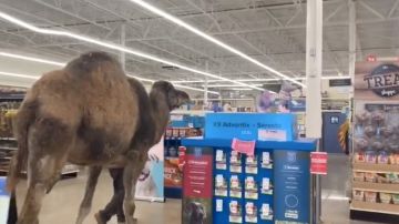 El camello en PetSmart.