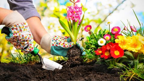 ¿Quieres vivir más años? Entonces ponte a cuidar tu jardín.