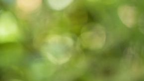 shutterstock_711654871