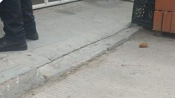 Sicarios matan a pareja y a su perro en Oaxaca, México