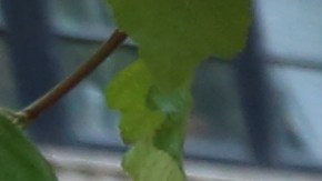 Se calcula que participarán más de 3 millones de personas en las actividades del World Pride NY 2019