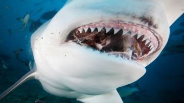 0_Close-up-of-bull-sharks-teeth