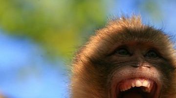 0_PAY-CEN-BeatenUpMonkey-06