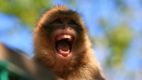 0_PAY-CEN-BeatenUpMonkey-06