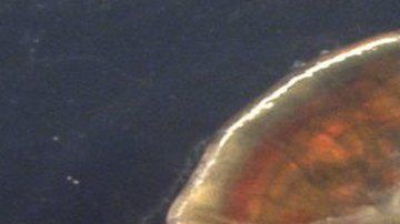 Camarones de cinco ríos estaban contaminados.