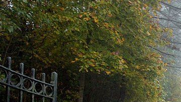 106774002_gettyimages-51441824