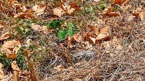 La Unión Europea desarrolla una agricultura sostenible.