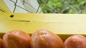 Importadores de tomates en EEUU dicen que el precio subirá.