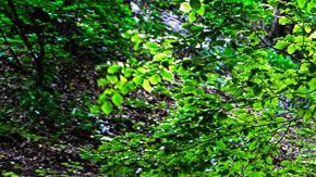 El mapa muestra la simbiosis que ocurre en las raíces de los árboles.