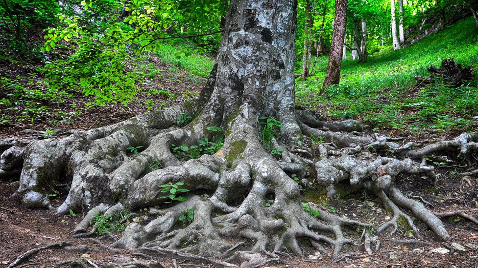 El mapa muestra la simbiosis que ocurre en las raíces de los árboles.