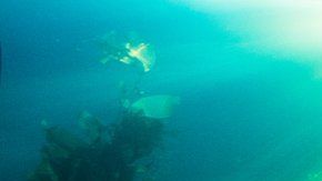 El quelpo vive en el Ártico.