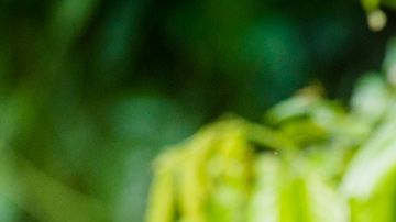 Las madres bonobo usan diferentes estrategias.