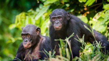 Las madres bonobo usan diferentes estrategias.