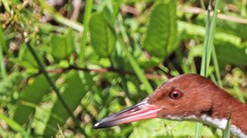 Esta rara ave evolucionó dos veces.