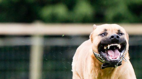 Las mordeduras de perros pueden causar graves lesiones.