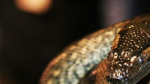Una de las anacondas producto de un nacimiento virgen.