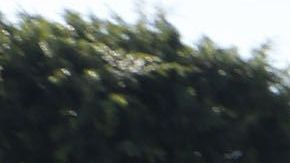 Un auto con placas personalizadas.