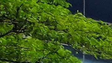 Taxis amarillos hacían 445,000  viajes por día en julio de 2013. Ahora, menos de 300,000