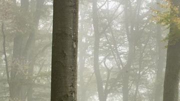 Ford Fiesta Active, el SUV de la familia