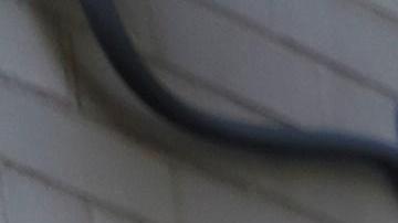 Seguidores de Juan Guiadó celebran la expulsión de los activistas de la embajada.