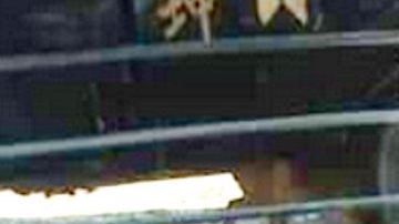 Hieren a hombre y matan 5 cerdos