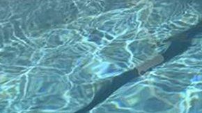 Encontraron a este cocodrilo en su piscina.