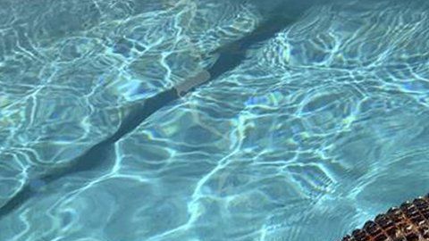 Encontraron a este cocodrilo en su piscina.