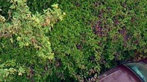 La imagen aérea muestra a funcionarios de la Oficina de Alcohol, Tabaco, Armas de Fuego y Explosivos durante la redada de este miércoles en Los Ángeles.