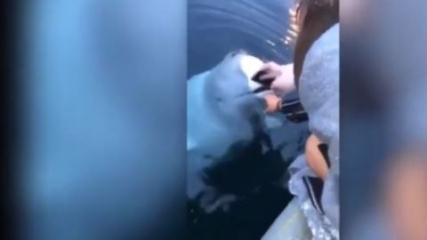 La beluga emergió del agua para devolverle el teléfono a su dueña.