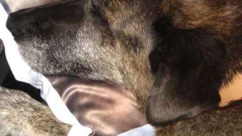 El animal no puede dejar de llorar al no encontrar a su compañero.
