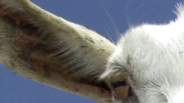 Si bien las cabras proporcionan un método rentable para limpiar la hierba y maleza, algunos ambientalistas temen que también destruyan las plantas en peligro de extinción y alteren el ecosistema.