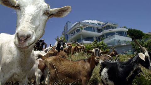 Si bien las cabras proporcionan un método rentable para limpiar la hierba y maleza, algunos ambientalistas temen que también destruyan las plantas en peligro de extinción y alteren el ecosistema.