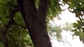 Decenas de neoyorquinos perdieron sus ahorros al creer que adquierían una nueva propiedad.