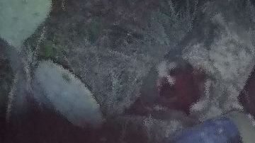 Enfrentamiento en Coahuila.