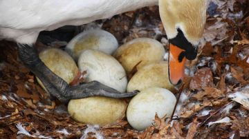 La madre cisne empollando sus huevos