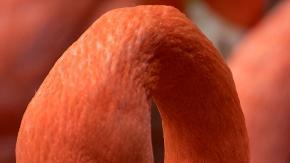 Flamencos en un zoológico de Alemania.