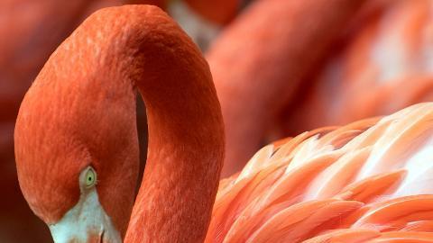 Flamencos en un zoológico de Alemania.