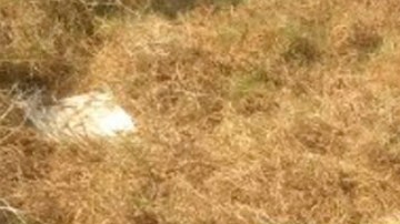 El  cadáver fue hallado dentro de bolsas negras frente al Parque Jurásico.