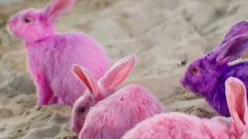 Los conejos son originarios de Nueva Zelanda.