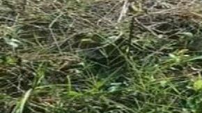 Ejecutado y narcomanta La Limpia imparable en la tierra de AMLO Tabasco