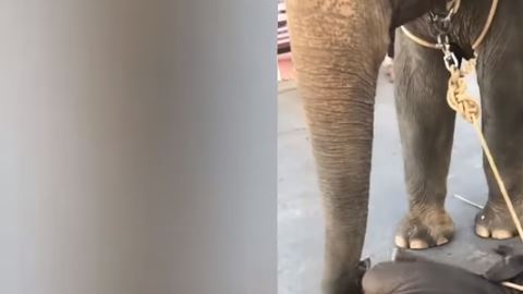 elefante