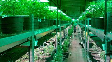 Hay muchas oportunidades de empleo en el mercado floreciente de la cannabis legal.