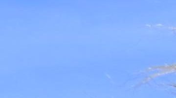 Chewbacca de la saga de Star Wars.