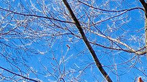 Harvard le ofreció una beca del 100%, y además cubrirle todos sus gastos de comida y residencia.