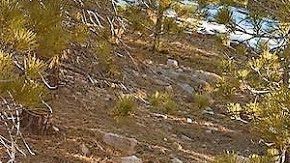 Los SUVVs mantienen su reputación de ser los autos favoritos en EEUU