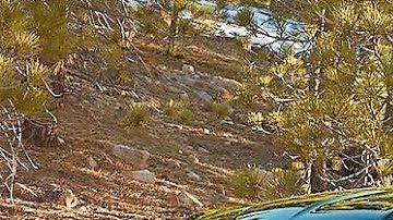 Los SUVVs mantienen su reputación de ser los autos favoritos en EEUU