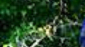 ICE realizó tres redadas la semana pasada.