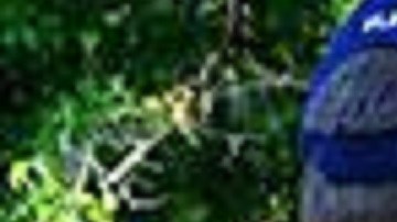 ICE realizó tres redadas la semana pasada.